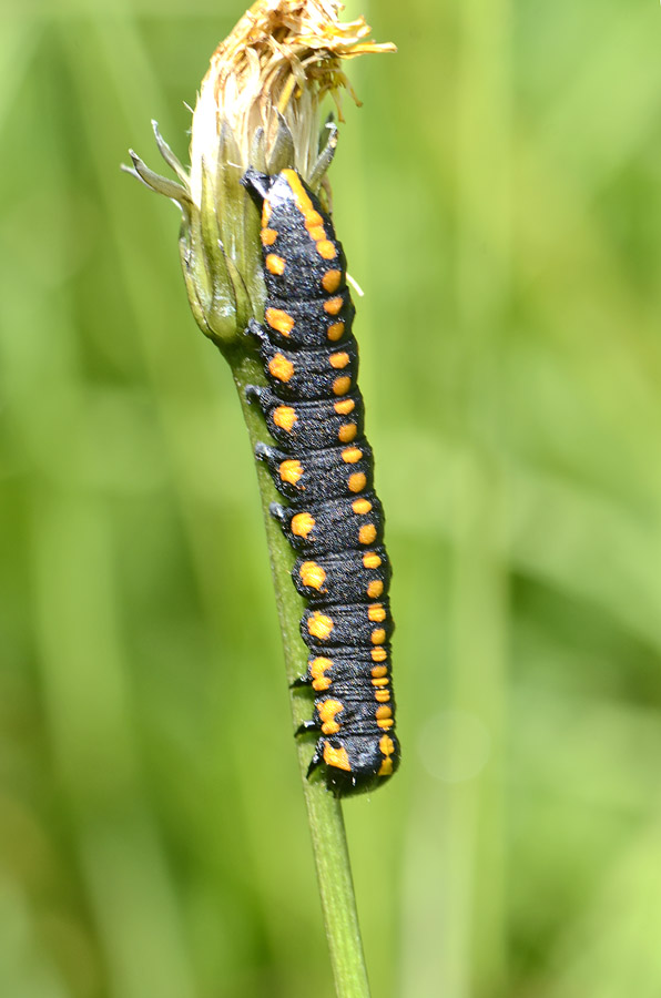 Bruco da id. - Cucullia (Cucullia) lucifuga